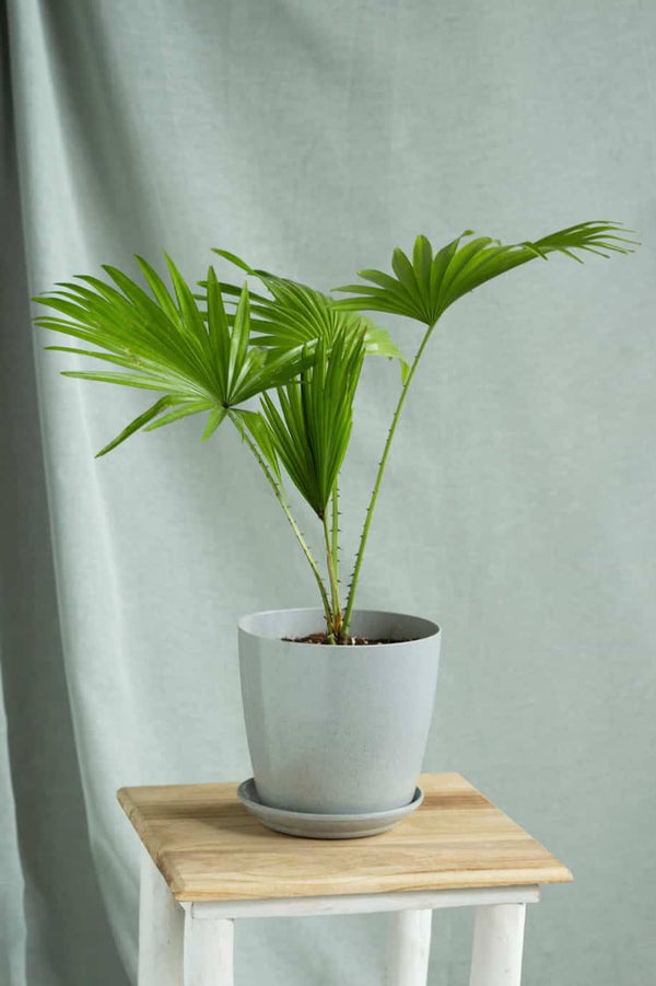 Livistona Palm