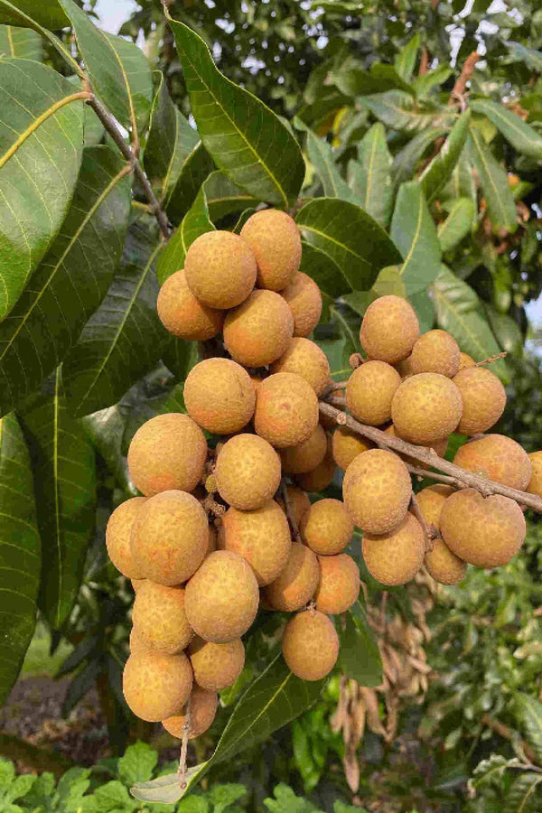 Longan Tree