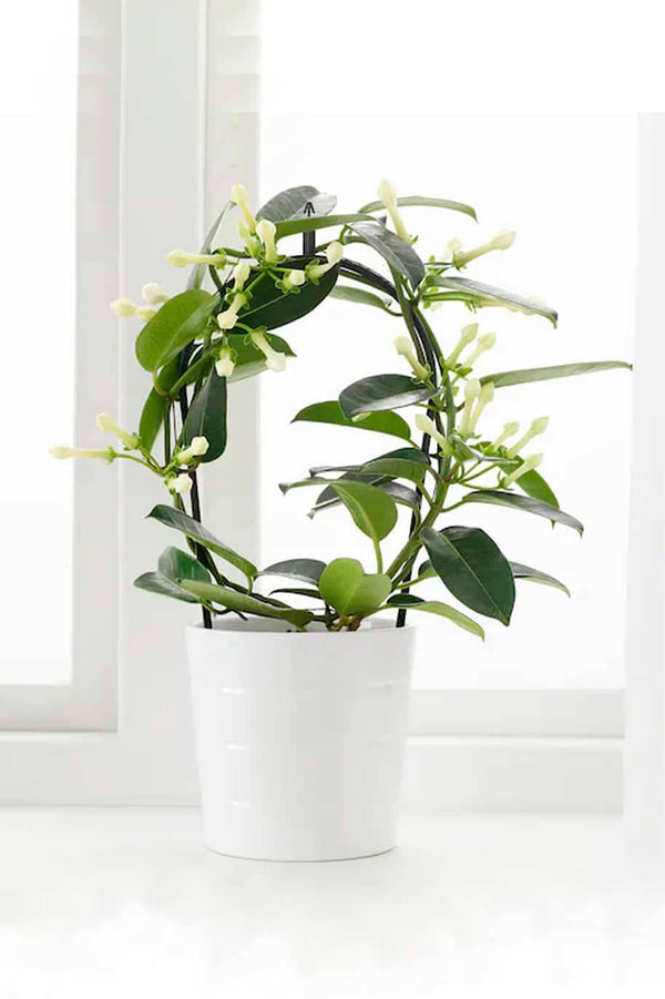Madagascar Jasmine