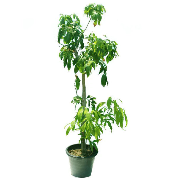 Mango - Mangifera Indica