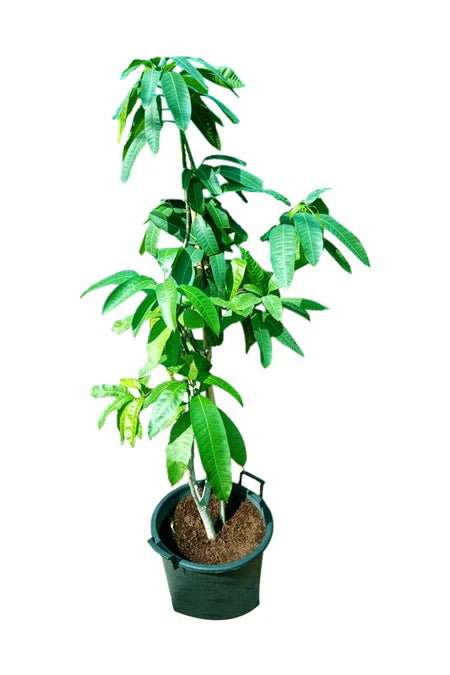 Mango Pakistan - Chaunsa