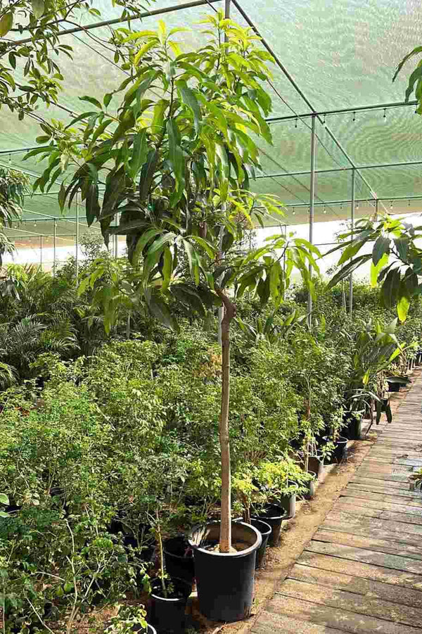 Mango Tree China