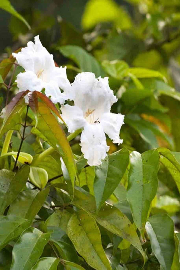 Mangrove Trumpet Tree