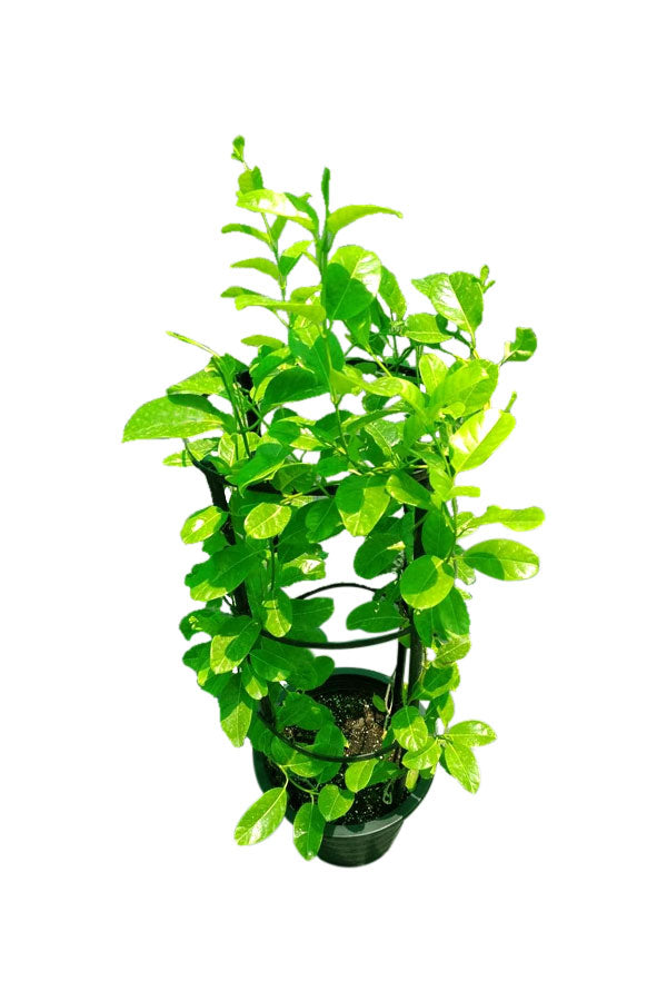 Manndevilla Sanderi-Brazilian Jasmine -Outdoor Flowering Plant