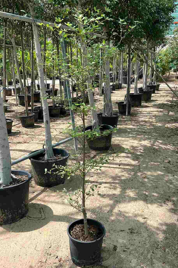 Mantaly Tree (بوسيدا – شجرة المظلّة)
