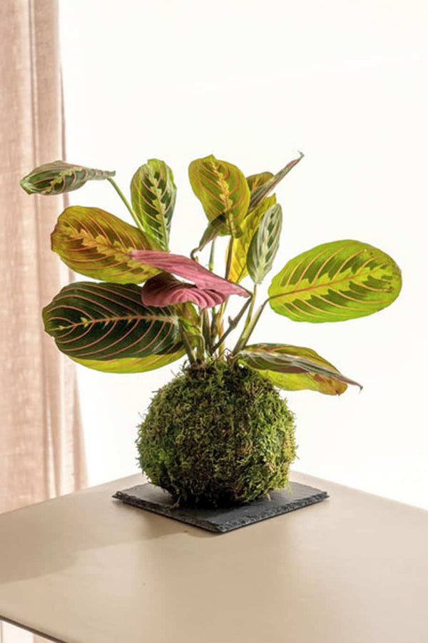 PS Maranta Kokedama