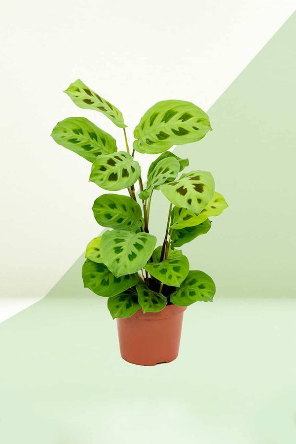 Maranta Rabbits Foot