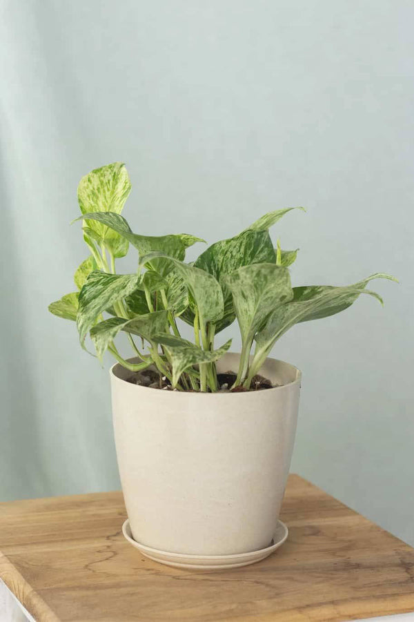 Marble Queen Pothos