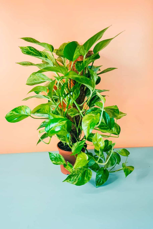 Marble Queen Pothos Moss Stick