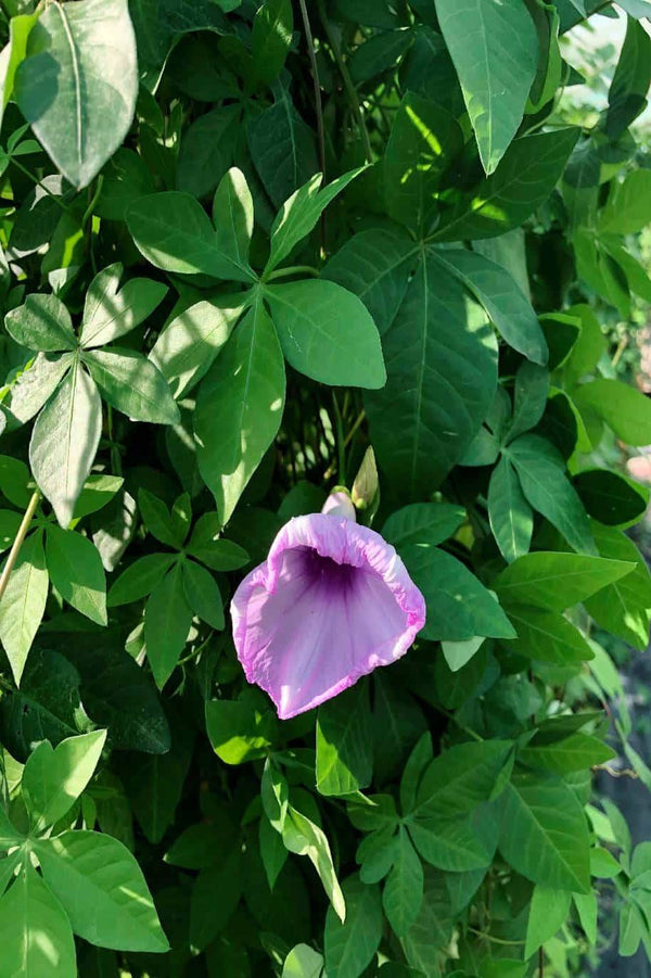 Messina Creeper Tall