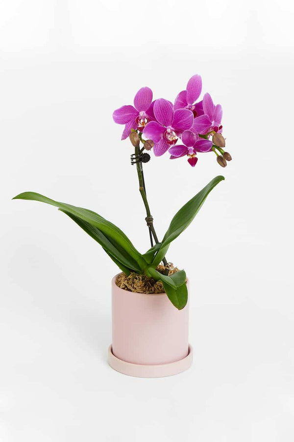 Mini Phalaenopsis Orchid