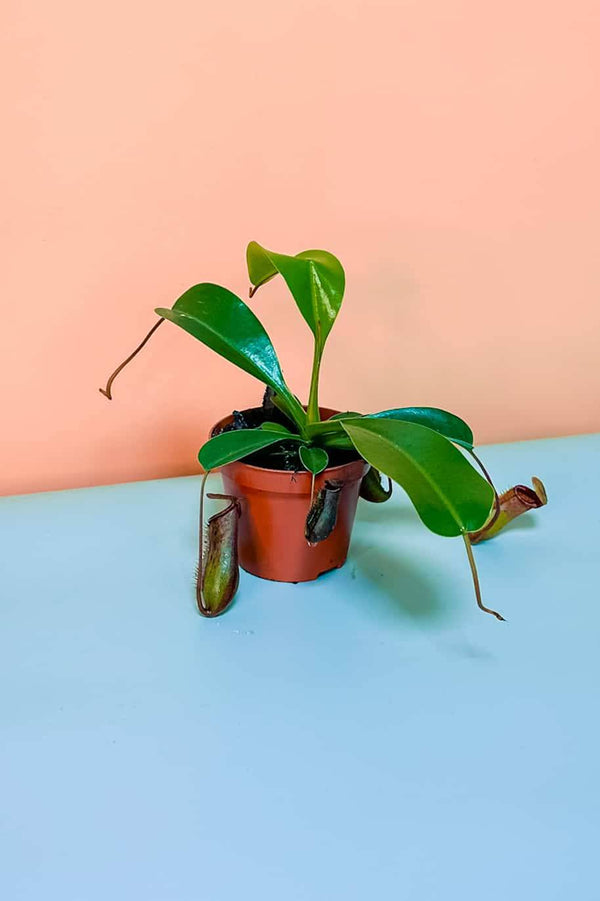 Monkey Jar Mini Carnivorous