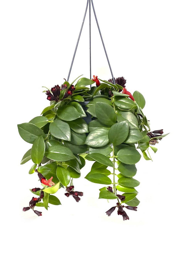 Monalisa Lipstick Plant Hanging