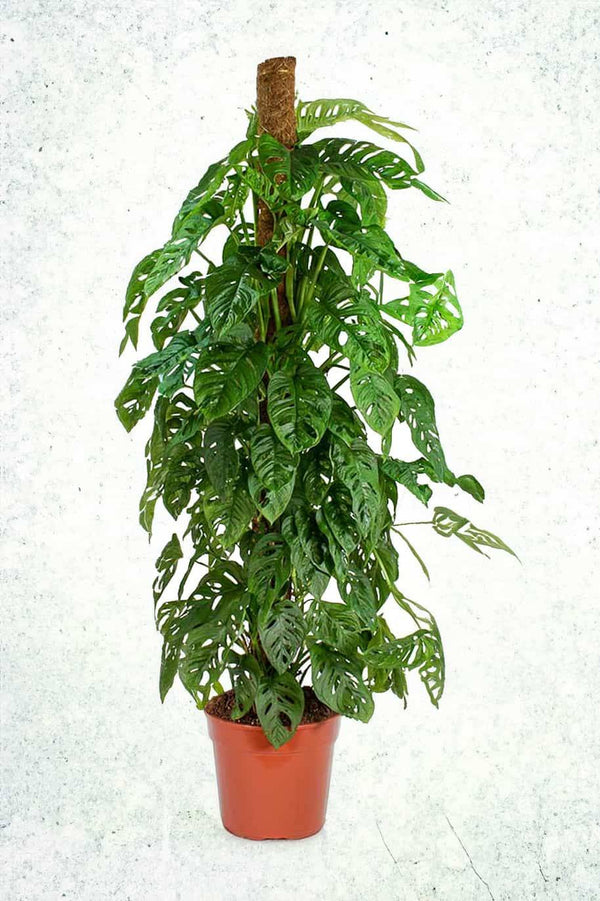 Monstera Adansonii Tall