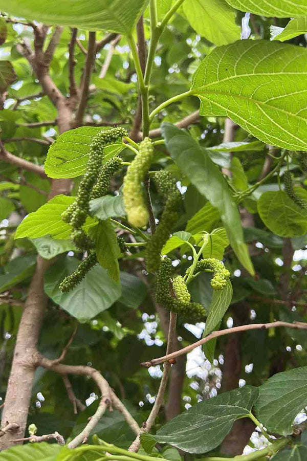 Morus alba Tree Or Mulberry Tree
