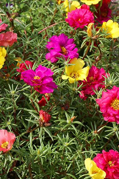 Moss Rose Hanging || Portulaca Grandiflora || بورتولاكا المتدلية || Vibrant Hanging Flowering Plant for UAE & KSA Gardens