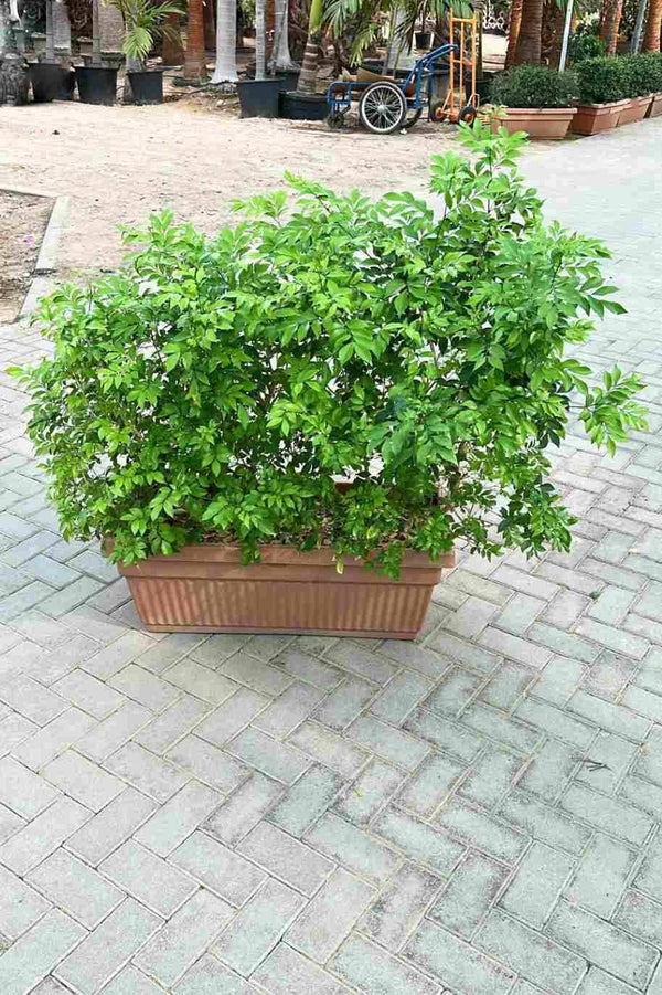 Murraya Paniculata Wall Shaped