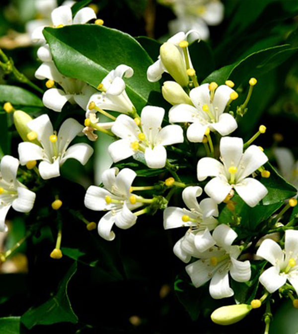 Murraya paniculata "Orange or Thai Jasmine"