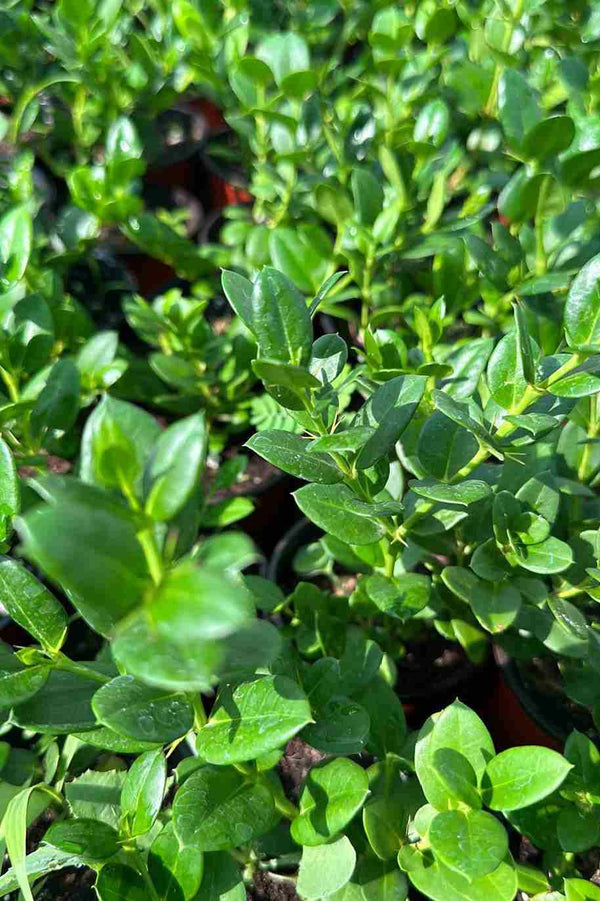 Natal Plum Carissa