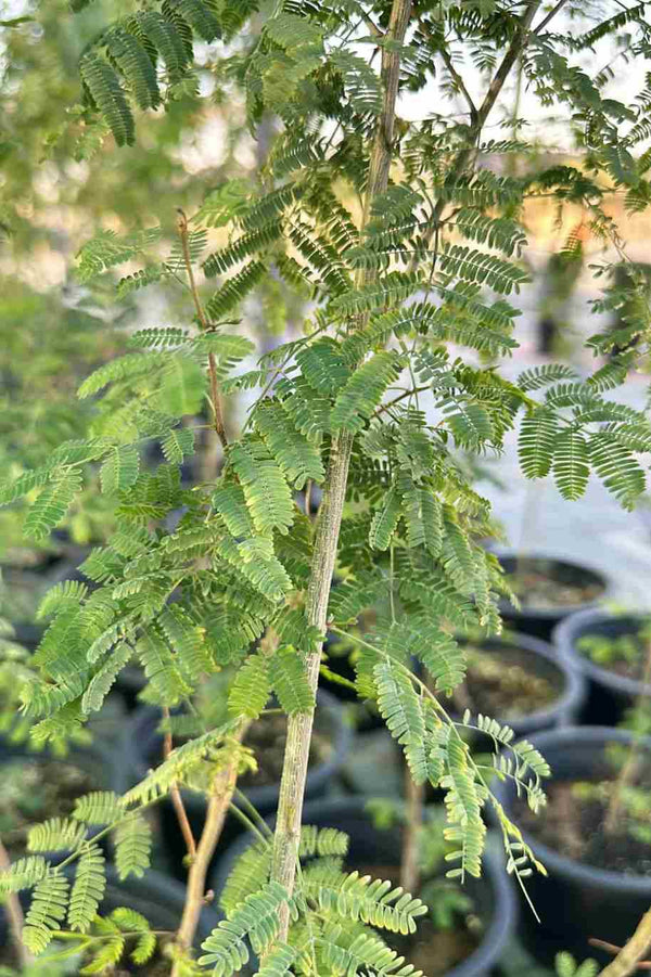 Needle Bush Acacia Small