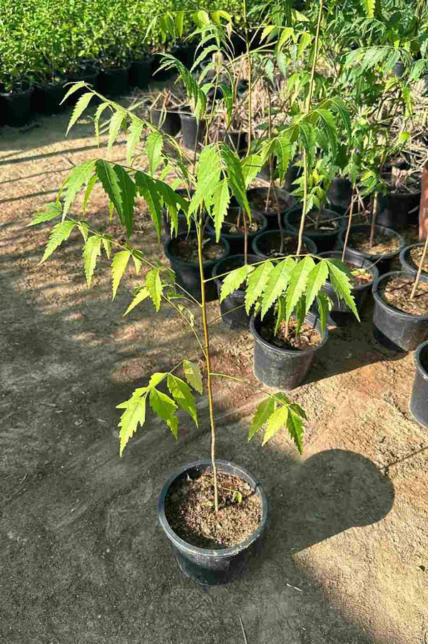 Neem Plant