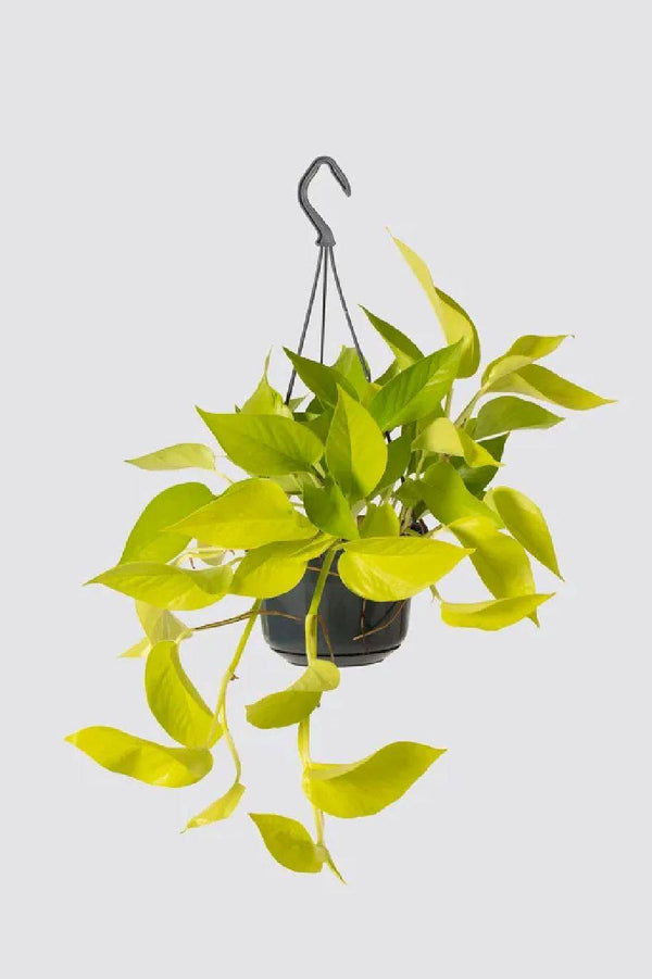 Neon Pothos Hanging