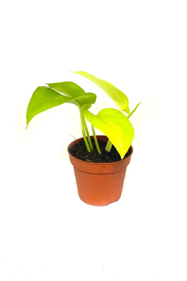 Neon Pothos Mini