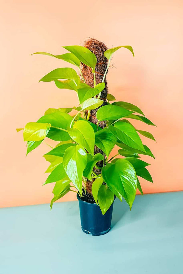 Neon Pothos Moss stick