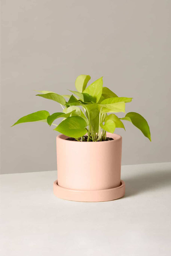 Neon Pothos