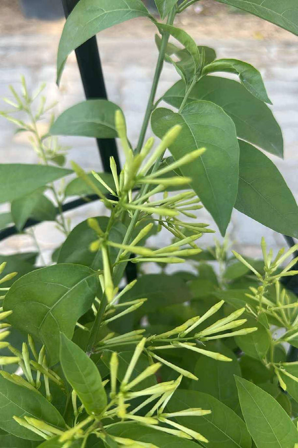 Night Blooming Jasmine