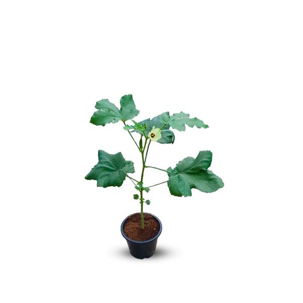 Okra