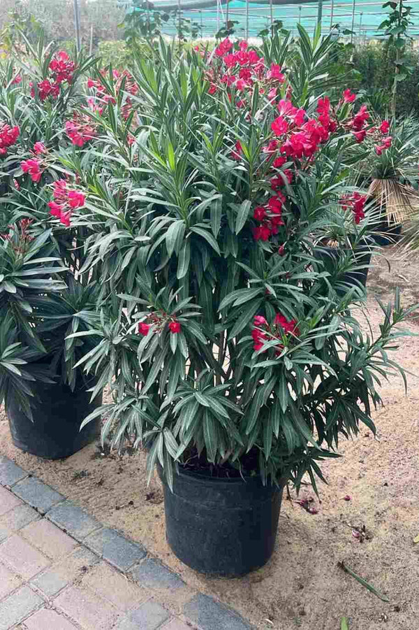 Oleander Bushy