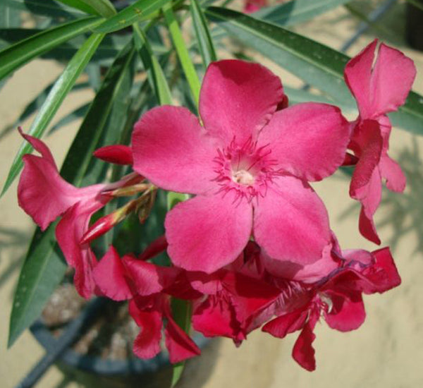 Oleander “Nerium Oleander”
