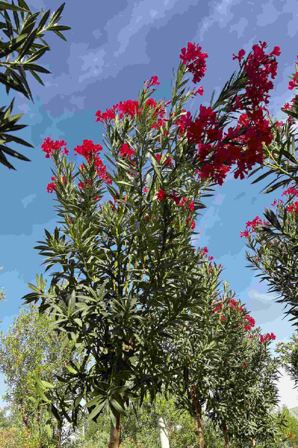 Oleander Single Head Tall
