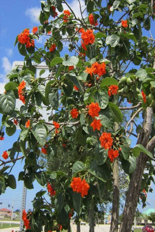 Cordia Sebestena or Orange Geiger tree