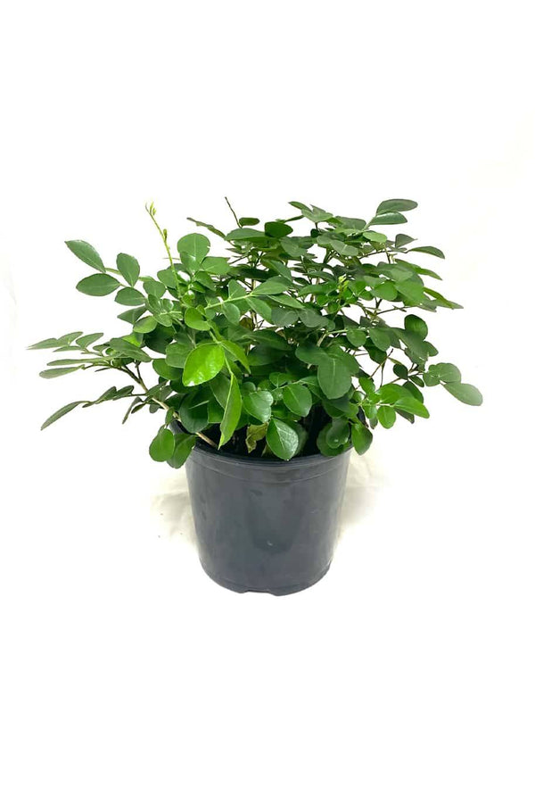 Orange Jasmine