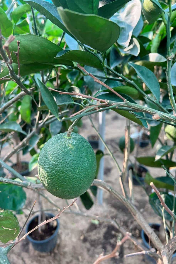 Orange Sinensis Spain