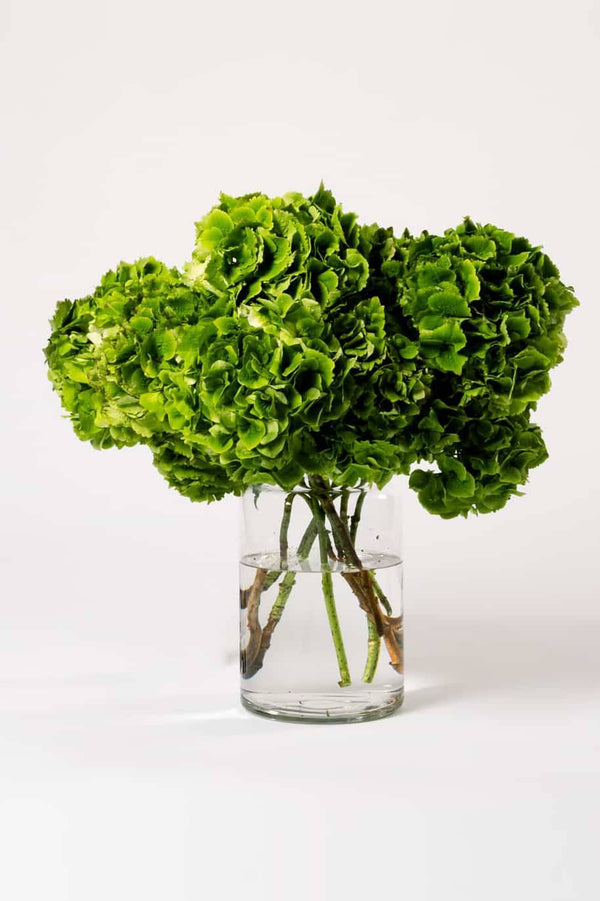 Lime Green Hydrangea