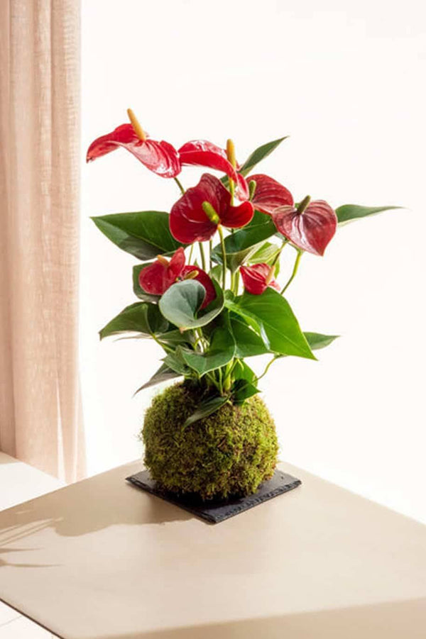 PS Red Anthurium Kokedama