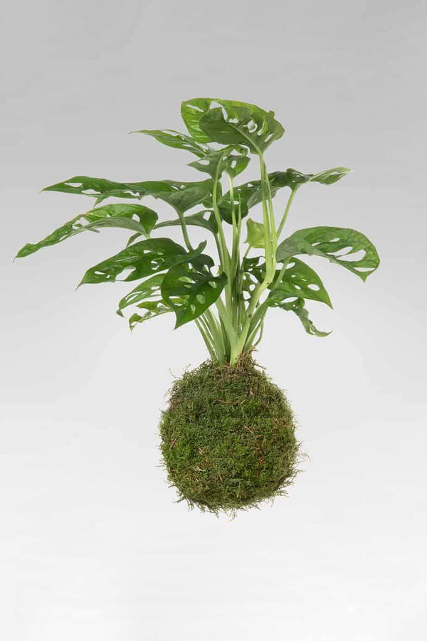 PS Swiss Cheese Kokedama