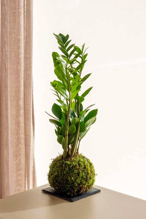 PS Zami Kokedama