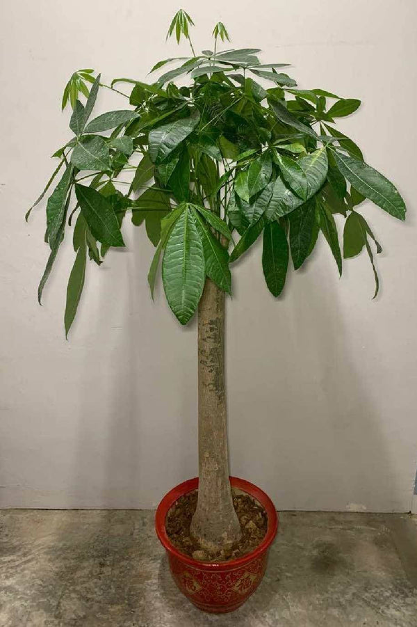 Pachira Aquatica China