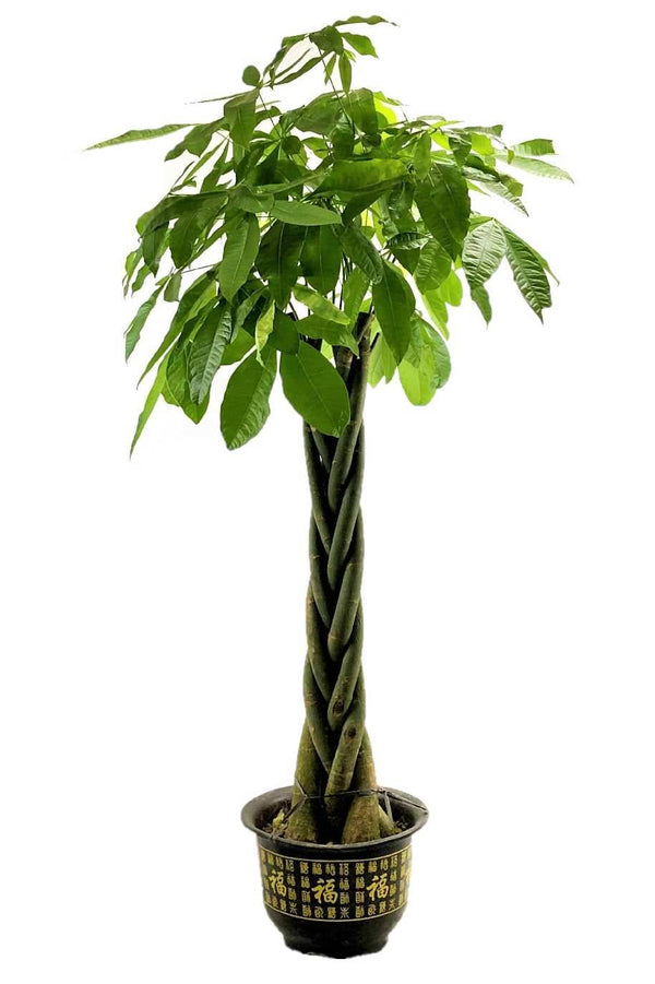 Pachira Aquatica Twisted China