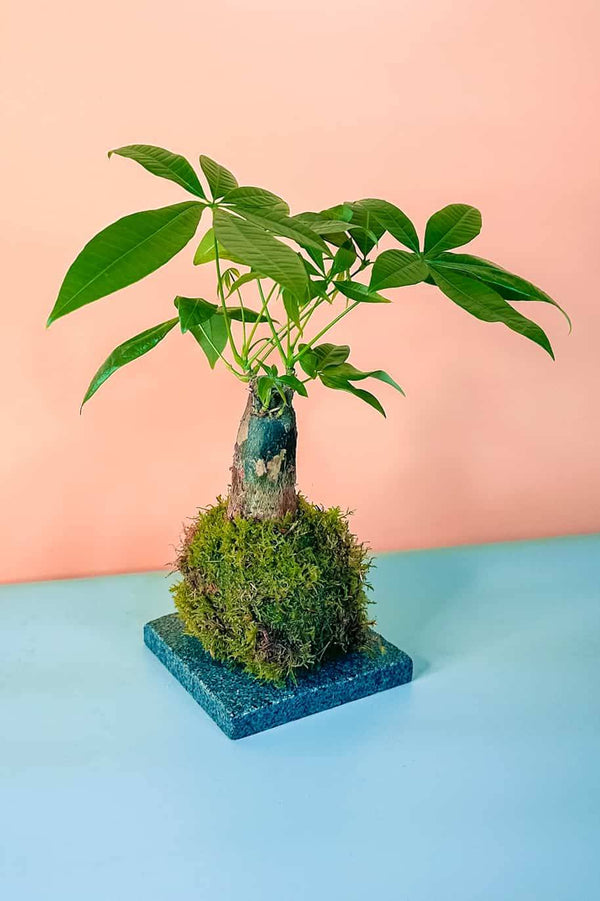 PS Pachira Dwarf Kokedama