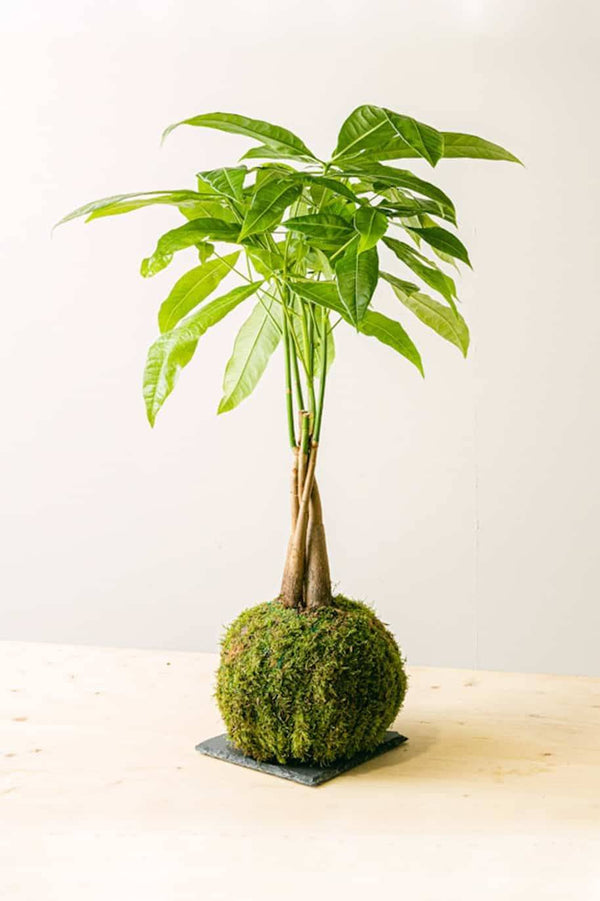 PS Pachira Kokedama