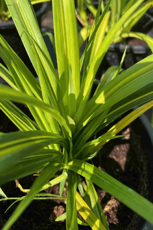 Pandanus Baptistii Variegata