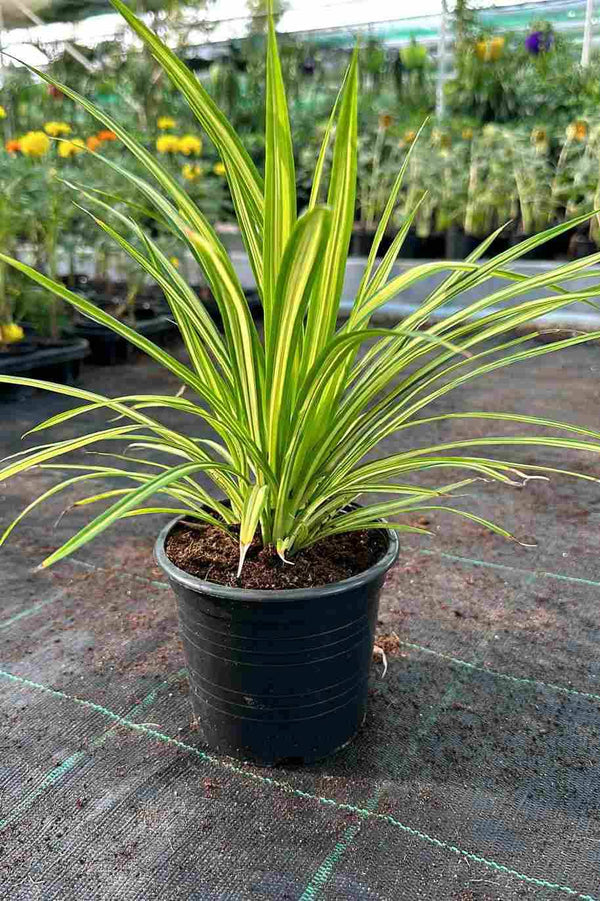 Pandanus Variegata Mini