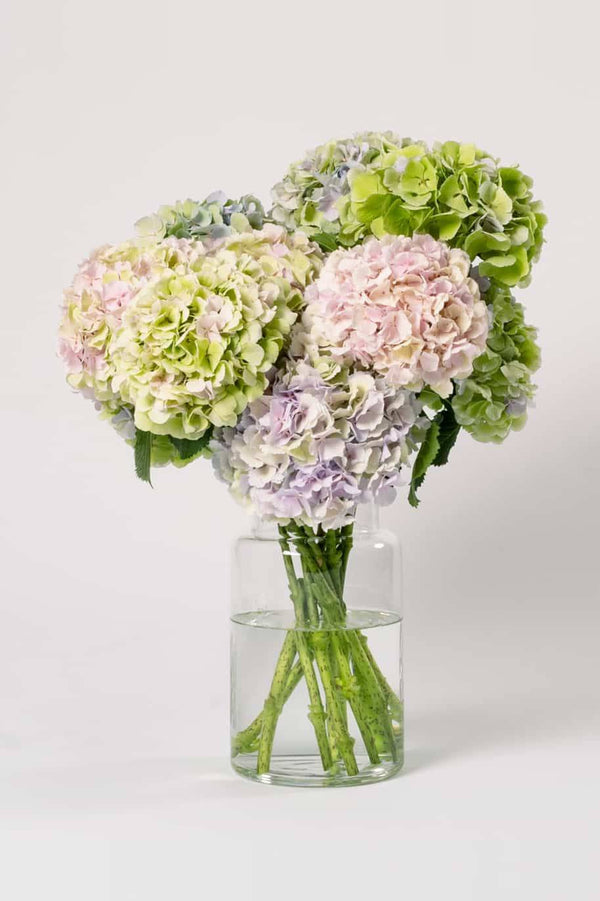 Pastel Hydrangeas