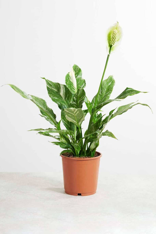 Peace Lily Variegated