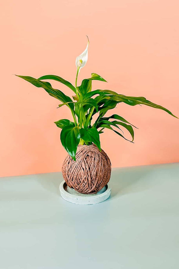 Peace Lily Kokedama